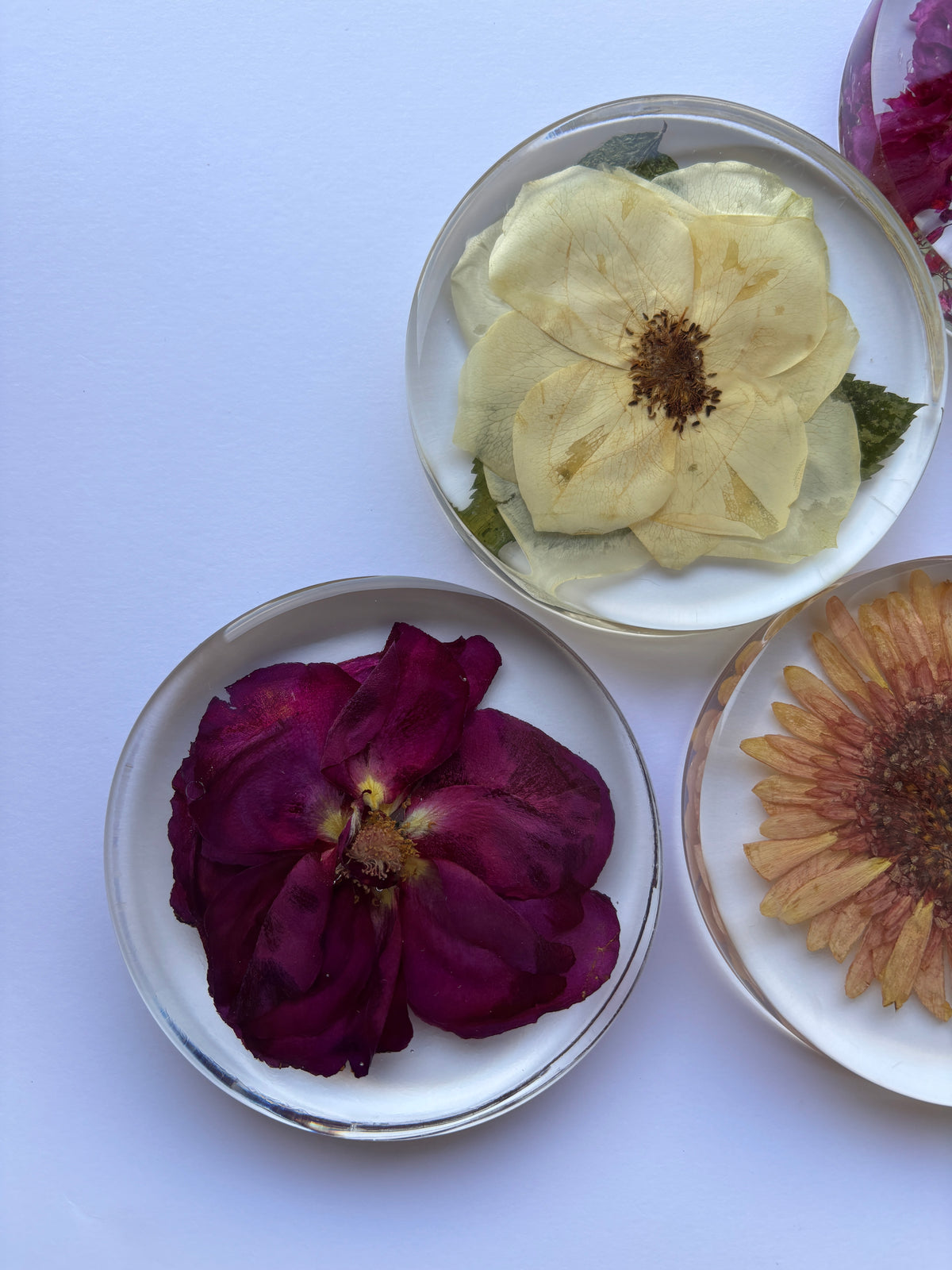 Dessous-verre ronds préservations fleurs
